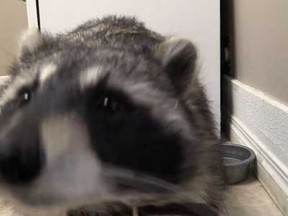 Dennis the Raccoon lives with Wendy and Ron Hook as a pet in Saskatoon.