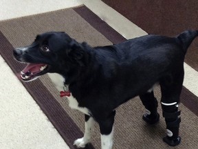 Border collie cross Hector is shown in a handout photo. Hector, who lost his back paws after they were frozen to the ground in northern Saskatchewan is now running around on prosthetic parts.THE CANADIAN PRESS/HO-Lisa Korol