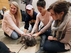 Allaina Lucier, Shauna Miller, Shannon Miller and Haley Miller (left to right) pet Dora during the Paws for Stress event at the University of Windsor in Windsor on Monday, December 1, 2014. Hundreds of students took a break from their studies to visit with dogs from Therapeutic Paws of Canada. The event is designed to help students deal with the stress of final exams.                   (TYLER BROWNBRIDGE/The Windsor Star)