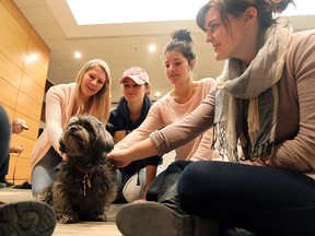 Allaina Lucier, Shauna Miller, Shannon Miller and Haley Miller (left to right) pet Dora during the Paws for Stress event at the University of Windsor in Windsor on Monday, December 1, 2014. Hundreds of students took a break from their studies to visit with dogs from Therapeutic Paws of Canada. The event is designed to help students deal with the stress of final exams.                   (TYLER BROWNBRIDGE/The Windsor Star)