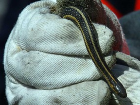 A harmless garter snake was thrown at the staff at a Sask. Tim Hortons by an unruly customer. (Windsor Star files)