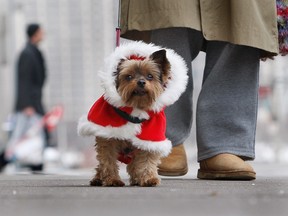 Is your dog awesome? Then, help spread the unconditional love and support by volunteering for a therapy pet program. (JASON KRYK/The Windsor Star)