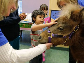 In this Nov. 13, 2014 photo, patients Nathaniel Lopez, left, and Araceli Morales pet Lunar one of two miniature horses from 'Mane in Heaven' that made a visit to the pediatric unit at Rush University Medical Center in Chicago. Mystery and Lunar, small as big dogs, are equines on a medical mission, to offer comfort care and distraction therapy for ailing patients. It is a role often taken on by dogs in health-care settings _ animal therapy, according to studies and anecdotal reports, may benefit health, perhaps even speeding healing and recovery.(AP Photo/M. Spencer Green)