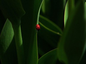 A solitary ladybug climbs the blooming tulips in Coventry Gardens in Windsor on Wednesday, May 8, 2014. (TYLER BROWNBRIDGE/The Windsor Star)