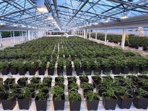 Medical marijuana production at Aphria in Leamington. (DAN JANISSE/The Windsor Star)