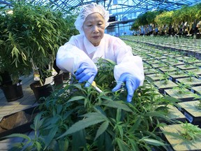 In this file photo, a worker prunes medical marijuana at the Aphria greenhouses in Leamington, on Dec. 3, 2014. (DAN JANISSE/The Windsor Star)