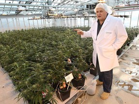 Cole Cacciavillani, co-chair and founder of Aphria medical marijuana in the company's greenhouses in Leamington, on Dec. 3, 2014. (DAN JANISSE/The Windsor Star)