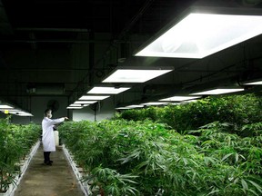 Files: Cannabis plants are sprayed with water at the medical marijuana facility in Richmond, B.C., on March 21, 2014. (THE CANADIAN PRESS/Darryl Dyck)