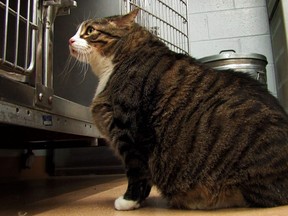 About half the pets in North America are overweight, just like Biscuit, who tips the scales at 37 lbs. (Associated Press file photo)