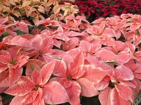 The poinsettia was imported to the U.S. from its native Mexico in 1828. (Courtesy of Mark Cullen)