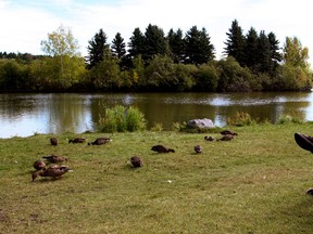 Relaxing with a good book (and maybe some ducks) is a good way to eliminate the stress of a busy day. (BRUCE EDWARDS / Postmedia News files)