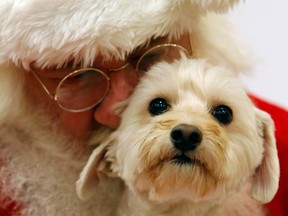 Even pets should be part of the gift-giving at Christmas. (Associated Press files)