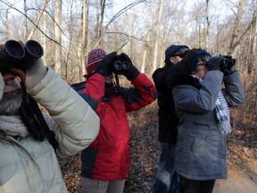 Naturalist Karen Cedar, left, focuses with other birdwatchers on New Years Day at Ojibway Nature Centre January 1, 2015. (NICK BRANCACCIO/The Windsor Star)