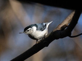 In this file photo, a white-breasted Nuthatch was one of many birds viewed New Years Day at Ojibway Nature Centre January 1, 2015. (NICK BRANCACCIO/The Windsor Star)