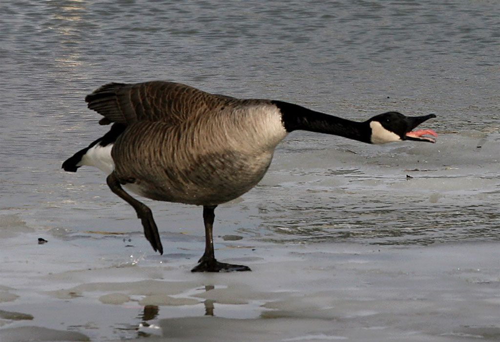 Branta canadensis for the canada goose for example outlet crossword clue