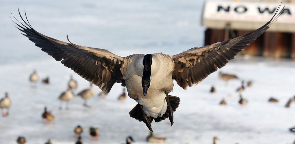 Branta canadensis for the cheap canada goose for example crossword