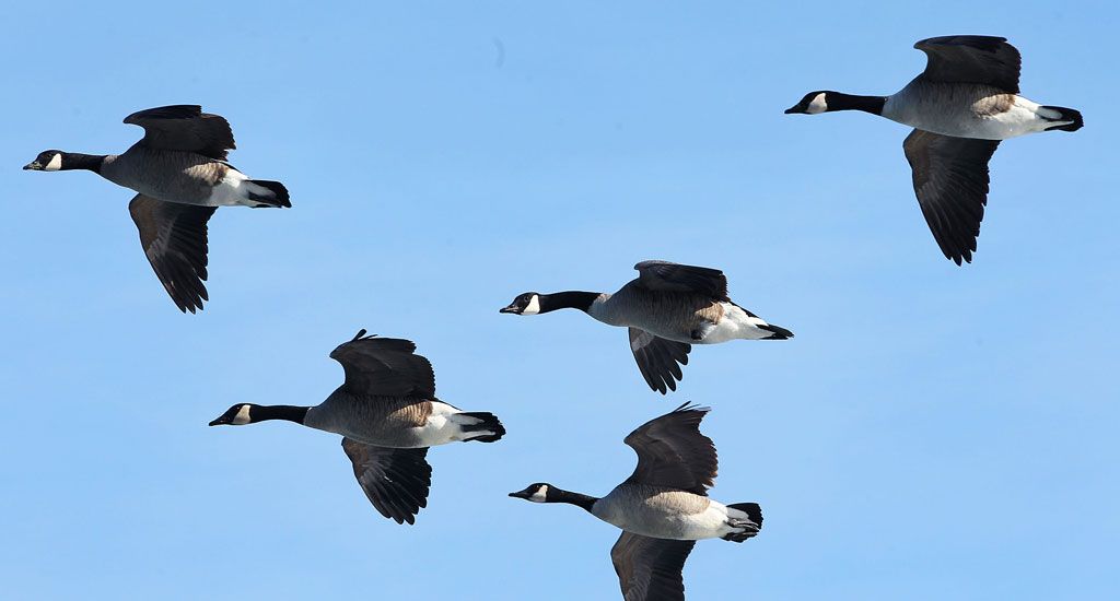 Branta canadensis for outlet canada goose crossword