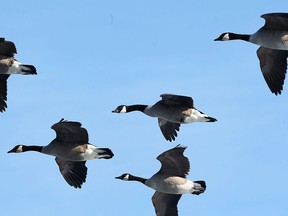 Canada Geese fly over Windsor's east side on Jan. 26, 2015. (Dan Janisse / The Windsor Star)