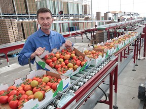 Nature Fresh Farms owner Peter Quiring  has mentioned many times that insufficient power has affected his ability to expand greenhouse operations in Leamington.   (JASON KRYK/ The Windsor Star)