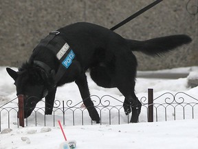 A Windsor police dog at work is shown in this Jan. 2013 file photo. (Dax Melmer / The Windsor Star)