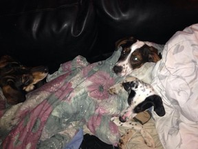 Puppies rescued Thursday, Jan. 1, 2015, by residents in Tilbury. The puppies are believed to have been starved and abandoned by their owners. (Photo courtesy Shannon Belanger Bulmer)