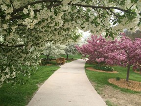 Crabapples in full bloom at Lauritzen Gardens. (Courtesy of Mark Cullen)