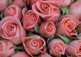 A bouquet of roses says 'Valentines Day' no matter what their colour. (Getty Images files)