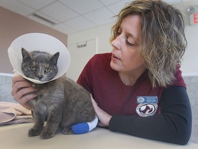 Melanie Coulter, executive director of the Windsor-Essex Humane Society is shown Thurs, Feb. 5, 2015, with a cat that was found severely injured in Amherstburg with a zip tie around its tail . (DAN JANISSE/The Windsor Star)