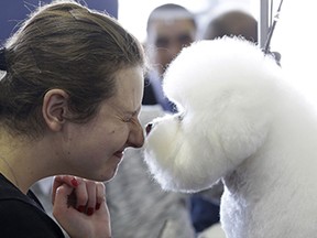 A Bichons Frise named Nurple gives Laura Warman a kiss at the Westminster Kennel Club show in New York, Monday, Feb. 16, 2015. (AP Photo/Seth Wenig)