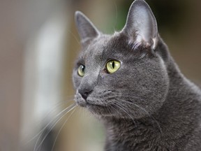 In keeping with the theme of Fifty Shades of Grey movie, the local humane society is offering grey cats at a 50% discount. (Folio.com)