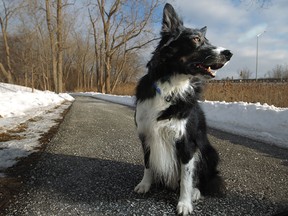 Lad, an 8-year old border collie, is pictured on a trail in the southern end of Malden Park, Monday, Feb. 9, 2014.  Lad fell 15 feet into a man hole while on a walk with his owner, Mary-Jo McKinnon, Sunday morning.  (DAX MELMER/The Windsor Star)