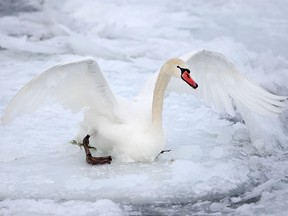 A swan was stuck in the ice at Lakeview Park Marina, Friday, Feb. 20, 2015.  (DAX MELMER/The Windsor Star)