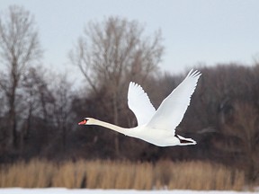 A swan flies past Peche Island in front of Lakeview Park Marina where Windsor firefighters freed a swan from the ice, Friday, Feb. 20, 2015.  (DAX MELMER/The Windsor Star)