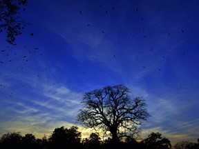 Eagles and crows fly at sunset in Lahore on March 10, 2015.