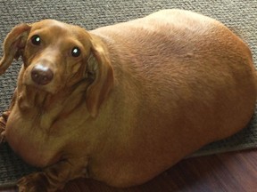 Dennis the dachshund in June 2013, when he weighed 56 pounds.
