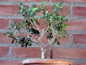 A jade plant (crassula) in New Paltz, N.Y. Jade plants are succulents, a group of plants linked not by any botanical kinship, but by a physical kinship. They all have fleshy leaves and stems that are swollen with water. (AP Photo/Lee Reich)