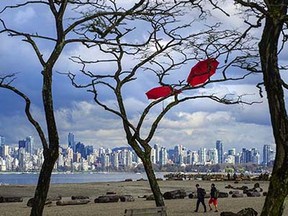 MARCH  21 2015. Second day of spring and a break in the rain had strollers  moving along Spanish Banks in Vancouver, B.C. on March 21,  2015. Two red umbrellas in the trees added the right touch after enduring several days of heavy rain. (Steve Bosch  /  PNG staff photo)  00035544A.    [PNG Merlin Archive]