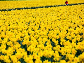 Millions of yellow daffodil tops sway in a light spring breeze at the annual "unofficial" La Conner Daffodil Festival, Tuesday, March 24, 2015, near La Conner, Washington. Daffodil crops are rotated every 3 years, versus a yearly rotation for tulips. Fields that are 3 years old this year will be a solid wash of bright yellow. The blooming concludes by early April.