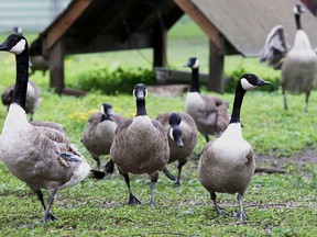 Canada geese are seen at Jack Miner's Sanctuary in Kingsville, Ont. in this 2011 file photo. (JASON KRYK/The Windsor Star)