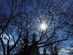 The sun shines through bare trees on the campus of Andrews University in southern Michigan on Feb. 25, 2015. (Don Campbell / Associated Press)