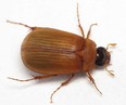One of two beetles that had never been found in Windsor were identified during the BioBlitz at the Ojibway Nature Centre.