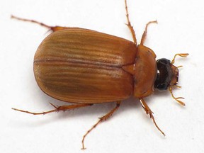 One of two beetles that had never been found in Windsor were identified during the BioBlitz at the Ojibway Nature Centre.