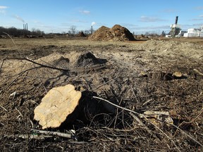 In this file photo, the Brighton Beach area is seen after all the trees and brush were removed in Windsor on Tuesday, December 30, 2014. The area was cleared to make way for the future bridge and customs plazas.  (TYLER BROWNBRIDGE/The Windsor Star)