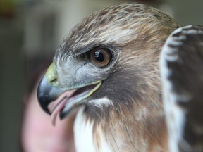 A red-tailed hawk seen at Wings Rehabilitation Centre on March 31, 2015 in Amherstburg, Ontario. The wildlife rehabilitation centre is looking for donations of food or money to help offset the costs. (JASON KRYK/The Windsor Star)