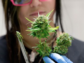 In this photo taken Tuesday, Jan. 13, 2015, Ashley Green trims a marijuana flower at the Pioneer Production and Processing marijuana growing facility in Arlington, Wash. (AP Photo/Elaine Thompson)