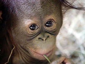 Tuah, the five month-old Bornean orangutan looks on in the Great Ape Building at Utah’s Hogle Zoo Friday, April 10, 2015, in Salt Lake City. Tuah’s parents, Eve and Elijah, both passed away last fall; Eve just a few weeks after Tuah’s birth. After four months of round-the-clock care from zookeepers and his older sister, an orphaned orangutan baby whose father gained national fame by correctly picking the Super Bowl winner seven straight years is ready to meet the public.