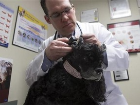 Dr. Ian Sandler inspects a dog at his Toronto vet practice on Friday, April 17, 2015. With spring in full swing, a small animal vet says it's a critical time of year to for a check up on your pet's health. He shares suggestions on key things for owners to be mindful of when it comes to caring for dogs and cats this season. THE CANADIAN PRESS/Chris Young