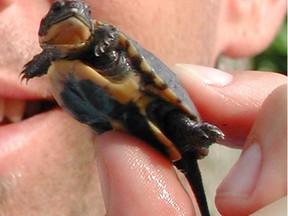 A recently-hatched endangered Blanding's Turtle at Point Pelee National Park. (Windsor Star files)