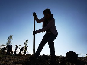 A volunteer plants trees in Windsor under the bright morning sunshine. (DAN JANISSE/The Windsor Star)