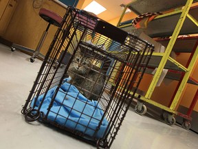 A cat recovers in a trap after waking up from surgery at the Windsor/Essex County Humane Society in Windsor on Thursday, April 30, 2015. The clinic set a one month record of spay and neuter surgeries by performing 645 in the month of April.                   (TYLER BROWNBRIDGE/The Windsor Star)